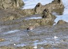 Baird's Sandpiper (28)