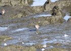 Baird's Sandpiper (29)
