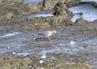 Baird's Sandpiper (30)