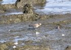 Baird's Sandpiper (31)
