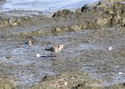 Baird's Sandpiper (33)