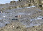 Baird's Sandpiper (34)