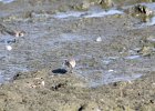 Baird's Sandpiper (35)