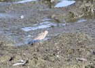 Baird's Sandpiper (36)