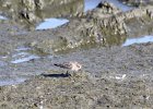 Baird's Sandpiper (37)
