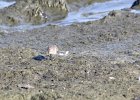Baird's Sandpiper (38)