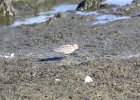 Baird's Sandpiper (39)