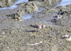 Baird's Sandpiper (41)