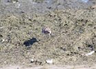 Baird's Sandpiper (42)