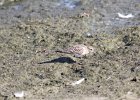 Baird's Sandpiper (44)