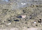 Baird's Sandpiper (45)