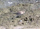Baird's Sandpiper (46)