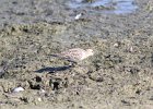 Baird's Sandpiper (47)