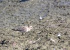 Baird's Sandpiper (49)