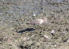 Baird's Sandpiper (50)