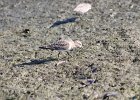 Baird's Sandpiper (52)