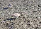 Baird's Sandpiper (53)