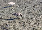 Baird's Sandpiper (54)