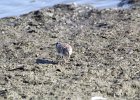 Baird's Sandpiper (57)