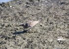 Baird's Sandpiper (59)