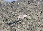Baird's Sandpiper (60)