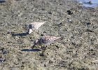 Baird's Sandpiper (62)