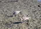 Baird's Sandpiper (63)