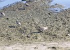 Baird's Sandpiper (64)
