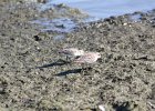 Baird's Sandpiper (66)