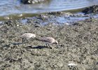 Baird's Sandpiper (70)