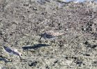 Baird's Sandpiper (77)
