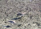Baird's Sandpiper (78)