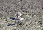 Baird's Sandpiper (79)
