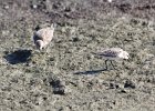 Baird's Sandpiper (82)