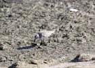 Baird's Sandpiper (83)