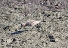 Baird's Sandpiper (84)