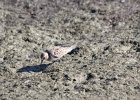Baird's Sandpiper (85)