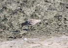 Baird's Sandpiper (86)