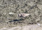 Baird's Sandpiper (87)