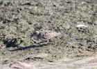 Baird's Sandpiper (88)