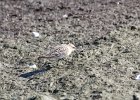 Baird's Sandpiper (91)