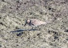 Baird's Sandpiper (93)