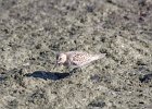 Baird's Sandpiper (94)