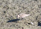 Baird's Sandpiper (96)