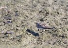 Baird's Sandpiper (97)