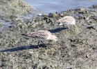 Baird's Sandpiper (98)