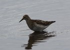 101Pectoral Sandpiper