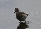102Pectoral Sandpiper