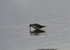 Pectoral Sandpiper (1)