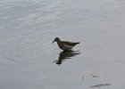 Pectoral Sandpiper (10)